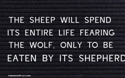 Sheep fear the wolf