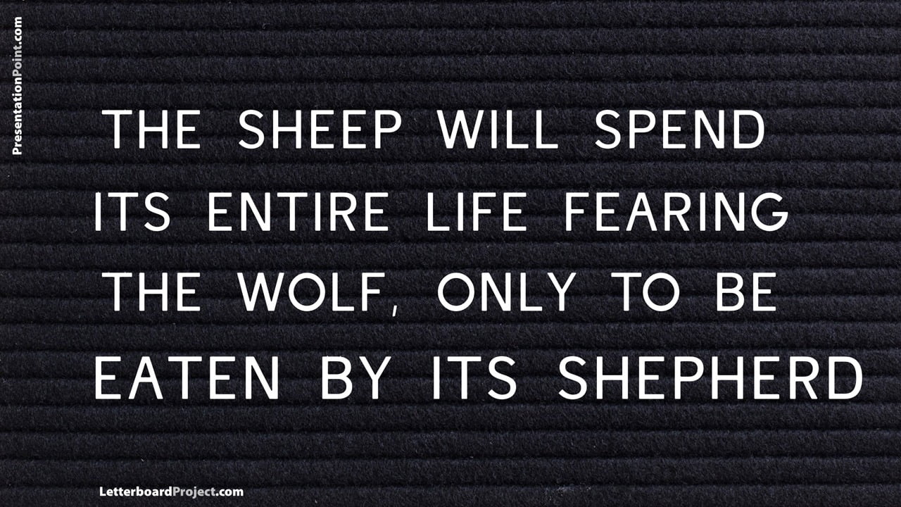 sheep fear the wolf